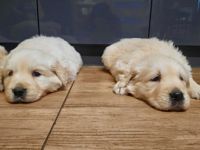 Guten Tag :), Ich "verkaufe" hier meine zwei Golden