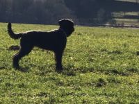 Unsere Riesenschnauzerhündin Orka von Schloss Ehrenberg