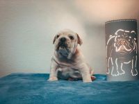 Ich züchte seit 2009 mit viel Liebe die Rasse English