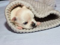 Liebe Interessenten, am 8.01.2022 hat meine Hündin, 3