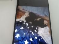 Wir suchen ab März ein schönes zu Hause fűr unsere 5