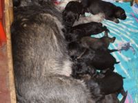 Queeny hat im 2. Wurf 5 Rüden und 3 Hündinnen mit den