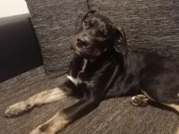 1 zauberhafter Rüde sucht noch ein liebevolles Zuhause.