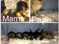 Hallo liebe Hundefreunde, Unsere Hündin Akyra hat am 09