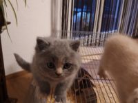 Unser hübsches Mädchen sucht ab dem 19.03.22 (im Alter