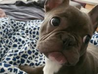 Spike, Hallo leider müssen wir uns von unserem Kleinen