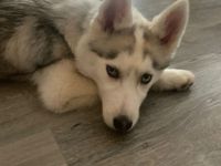 Siberian Husky, Welpen