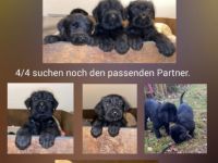 Riesenschnauzer, Welpen