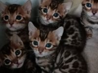 Hallo.. Ich bin Maciej. Ich habe vier kleine