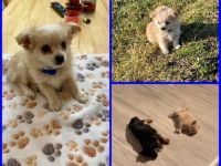 Chihuahua Junge Geimpft und entwurmt gut sozialisiert