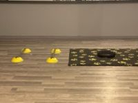 Schnauze, Fell und Pfoten