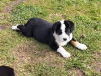 Unsere Berner Sennen Hündin hat am 21.01.2022 6 kleine