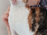 Liebevolle und verspielte Kätzchen suchen ein neues