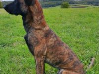 Boy ist erst seit Oktober 2021 bei uns. Wir haben uns