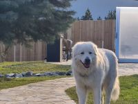 Basilio bellezza bianca