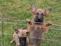 Auf diesem Wege verkaufen wir unsere wunderschönen