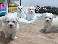 Rasse: Malteser Wurfdatum: 05.11.2021 Alter: 11 wochen.