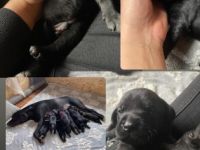 Hallo Ihr Lieben, unserer Leyla hat 10 wunderschöne