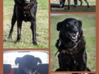 Belmondo, Beschreibung siehe auf Datei unten oder über