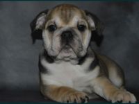 wunderschöne, kräftig gebaute englische