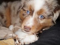 Hey, wir haben noch 2 mini Aussie abzugeben. Die Mutti