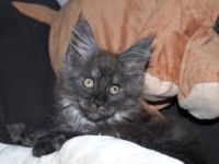 Rassetypische, verspielte Mädchen (black smoke & black,