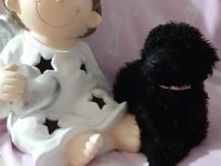 Herziges kleines Kleinpudelmädchen in schwarz. Sie wird