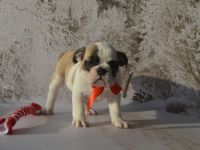 wunderschöne, kräftig gebaute englische