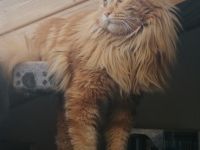 Simba