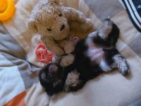 Hallo Liebe zukünftigen Hund Mama's und Papa's. Noch 2