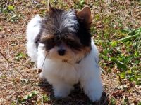 Bild schöne reinrassige Biewer Yorkshire Terrier Welpen