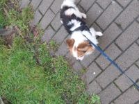 Wir müssen leider unseren chihuahua Rüde abgeben da wir