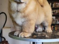 Ich verkaufe meine drei Chow Chow welpen. Sie werden
