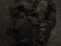 Liebe Hundefreunde, endlich haben unsere Welpen am 04