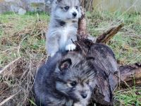 Wir freuen uns, Ihnen unseren aktuellen Pomsky Wurf