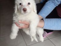 Hallo, Unsere süßen liebevollen und verschpielten