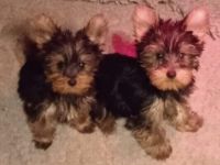 Ich suche eine liebvolle Familie für Welpen vom