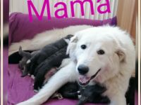 Mama Maremmano Papa Kangal Unsere Welpen sind am 4.1