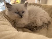 Wir haben 7 liebevoll und schmusige Birma Mix Kitten .