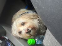 Jamy, Leider müssen wir unseren Hund aus privaten