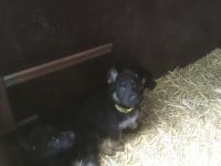 Hallo unsere Hündin hat acht gesunde Welpen zur Welt