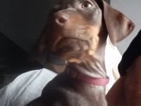 Am 21.11.2021 hat Unsere Rosiwunderschöne Babys auf die