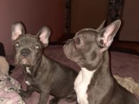 Unsere Welpen suchen ein schönes Zuhause, Gerne können