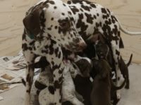 Am 29.12.2021 ist unsere Rasselbande geboren. Es sind 5