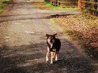 Mr. Che, Maße: ca. 55cm Schulterhöhe, Endgewicht liegt