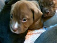 Olde English Bulldogge/American Bulldog,