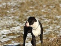 Indiana, Ich biete aus schwierigen familiäre Gründe