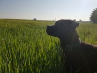 Wir suchen für unsere sechs-jährige, aktive