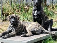 Hallo liebe Presa Liebhaber, Sind Sie auf der Suche