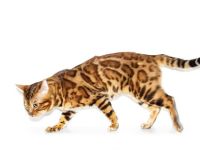 Wildcatsstars Red Romeo